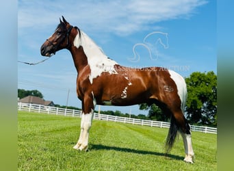 Da Sella Maculato, Castrone, 5 Anni, 142 cm, Tobiano-tutti i colori