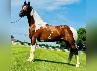Da Sella Maculato, Castrone, 5 Anni, 142 cm, Tobiano-tutti i colori