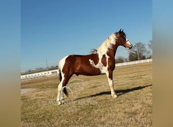 Da Sella Maculato, Castrone, 5 Anni, 142 cm, Tobiano-tutti i colori
