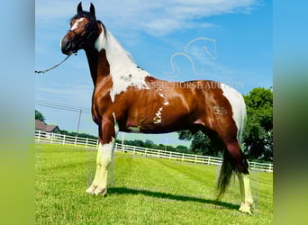 Da Sella Maculato, Castrone, 5 Anni, 142 cm, Tobiano-tutti i colori
