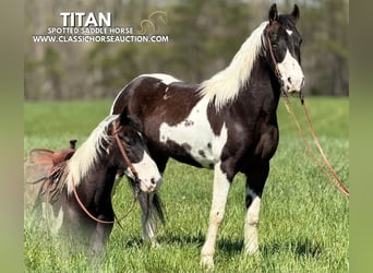 Da Sella Maculato, Castrone, 5 Anni, 142 cm, Tobiano-tutti i colori