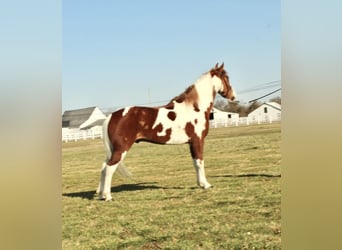 Da Sella Maculato, Castrone, 7 Anni, 152 cm, Sauro ciliegia