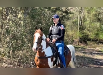 Da Sella Maculato, Castrone, 7 Anni, 152 cm, Sauro ciliegia