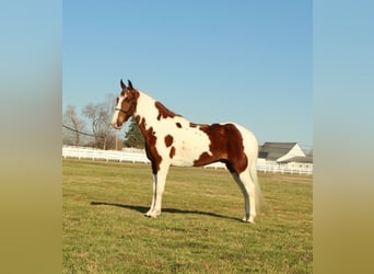 Da Sella Maculato, Castrone, 7 Anni, 152 cm, Sauro ciliegia