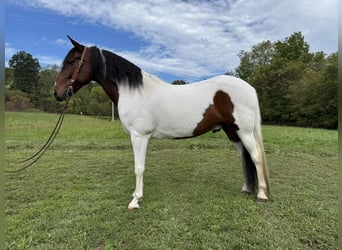Da Sella Maculato, Castrone, 7 Anni, 152 cm, Tobiano-tutti i colori