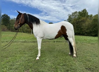 Da Sella Maculato, Castrone, 7 Anni, 152 cm, Tobiano-tutti i colori