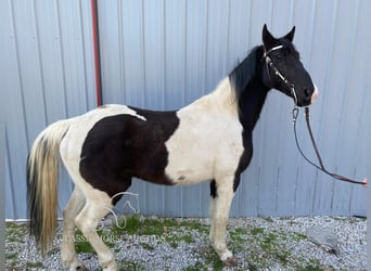 Da Sella Maculato, Castrone, 8 Anni, 142 cm, Tobiano-tutti i colori