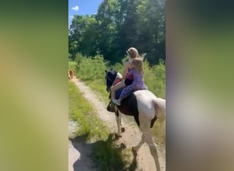 Da Sella Maculato, Castrone, 8 Anni, 142 cm, Tobiano-tutti i colori