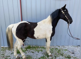 Da Sella Maculato, Castrone, 8 Anni, 142 cm, Tobiano-tutti i colori