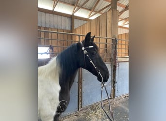 Da Sella Maculato, Castrone, 8 Anni, 142 cm, Tobiano-tutti i colori