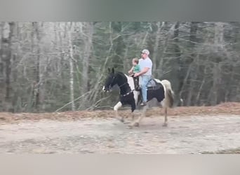 Da Sella Maculato, Castrone, 8 Anni, 142 cm, Tobiano-tutti i colori