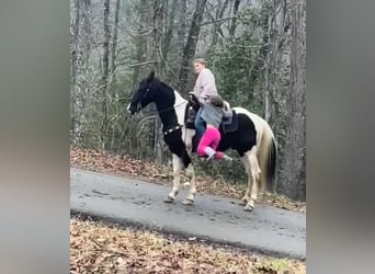 Da Sella Maculato, Castrone, 8 Anni, 142 cm, Tobiano-tutti i colori