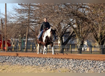 Da Sella Maculato, Castrone, 8 Anni, 147 cm, Pezzato