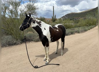 Da Sella Maculato, Castrone, 8 Anni, 163 cm, Tobiano-tutti i colori