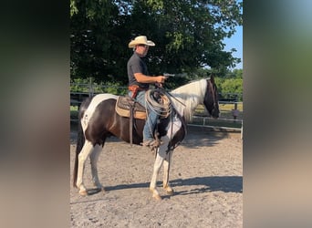 Da Sella Maculato, Castrone, 8 Anni, 163 cm, Tobiano-tutti i colori