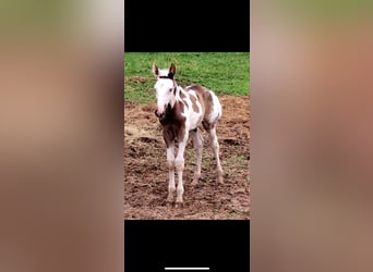 Da Sella Maculato, Castrone, 8 Anni, 163 cm, Tobiano-tutti i colori