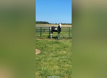 Da Sella Maculato, Castrone, 8 Anni, 163 cm, Tobiano-tutti i colori
