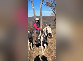Da Sella Maculato, Castrone, 8 Anni, 163 cm, Tobiano-tutti i colori