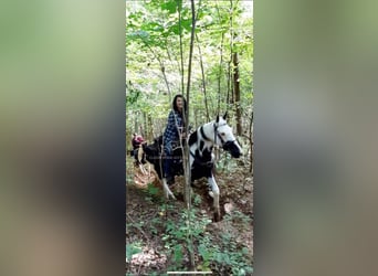 Da Sella Maculato, Castrone, 8 Anni, 163 cm, Tobiano-tutti i colori
