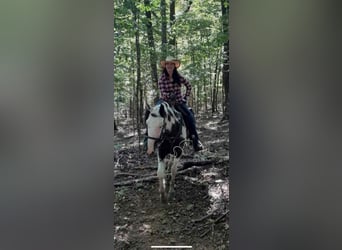 Da Sella Maculato, Castrone, 8 Anni, 163 cm, Tobiano-tutti i colori