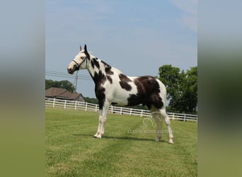 Da Sella Maculato, Castrone, 8 Anni, 163 cm, Tobiano-tutti i colori