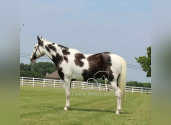 Da Sella Maculato, Castrone, 8 Anni, 163 cm, Tobiano-tutti i colori
