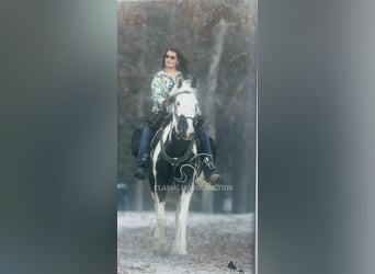 Da Sella Maculato, Castrone, 8 Anni, 163 cm, Tobiano-tutti i colori