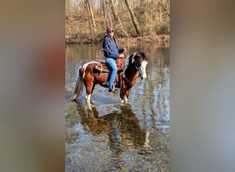 Da Sella Maculato, Castrone, 9 Anni, 142 cm, Tobiano-tutti i colori