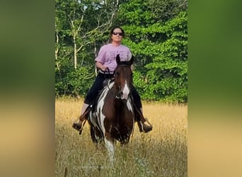 Da Sella Maculato, Castrone, 9 Anni, 152 cm, Baio ciliegia
