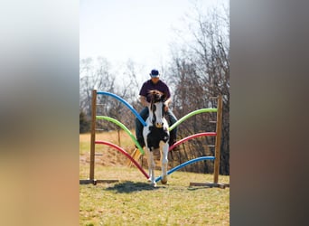Da Sella Maculato, Giumenta, 11 Anni, 157 cm, Tobiano-tutti i colori