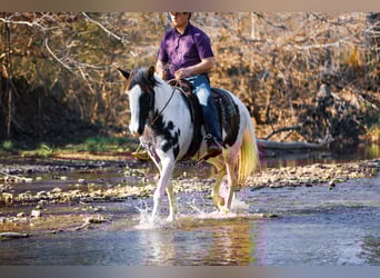 Da Sella Maculato, Giumenta, 12 Anni, 157 cm, Tobiano-tutti i colori
