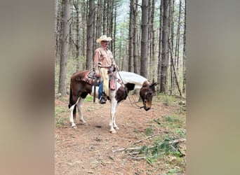 Da Sella Maculato, Giumenta, 13 Anni, 152 cm, Tobiano-tutti i colori