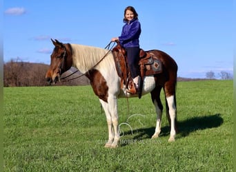 Da Sella Maculato, Giumenta, 13 Anni, 152 cm, Tobiano-tutti i colori