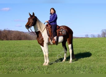 Da Sella Maculato, Giumenta, 13 Anni, 152 cm, Tobiano-tutti i colori
