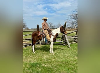 Da Sella Maculato, Giumenta, 13 Anni, 152 cm, Tobiano-tutti i colori