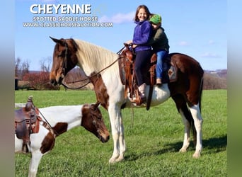 Da Sella Maculato, Giumenta, 13 Anni, 152 cm, Tobiano-tutti i colori