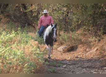 Da Sella Maculato, Giumenta, 15 Anni, Morello