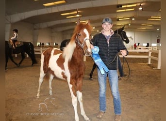 Da Sella Maculato, Giumenta, 4 Anni, 152 cm, Sauro ciliegia