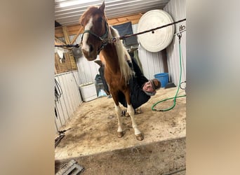 Da Sella Maculato, Giumenta, 4 Anni, 152 cm, Sauro ciliegia