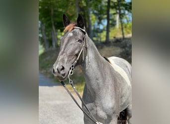 Da Sella Maculato, Giumenta, 7 Anni, 142 cm, Roano blu