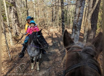 Da Sella Maculato, Giumenta, 7 Anni, 142 cm, Roano blu