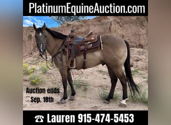 Quarter horse américain, Hongre, 12 Ans, 150 cm, Grullo, in El Paso Tx,
