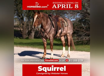Quarter horse américain, Hongre, 6 Ans, 150 cm, Rouan Rouge, in Lipan, TX,