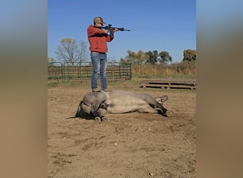 American Quarter Horse, Hengst, 2 Jaar, 146 cm, Roan-Bay, in Shipshewana,