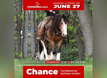 Gypsy Horse, Gelding, 5 years, 14.3 hh, Buckskin, in Brownsville, MN,