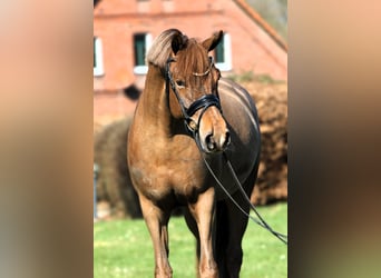 Poney de selle allemand, Jument, 5 Ans, 153 cm, Alezan brûlé, in Rehburg-Loccum Münchehagen