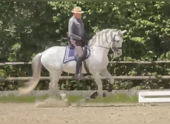 Andalusian, Stallion, 15 years, 15.3 hh, Grey, in Wien, DonaustadtWien