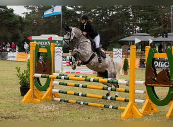 Oldenburger Springpferd, Klacz, 13 lat, 170 cm, Siwa, in Schwanewede