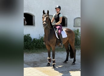 Deutsches Sportpferd, Wallach, 4 Jahre, 164 cm, Brauner, in Karlsfeld