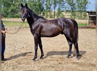 Hanoverian, Stallion, 3 years, 16 hh, Bay-Dark, in Magdeburg,